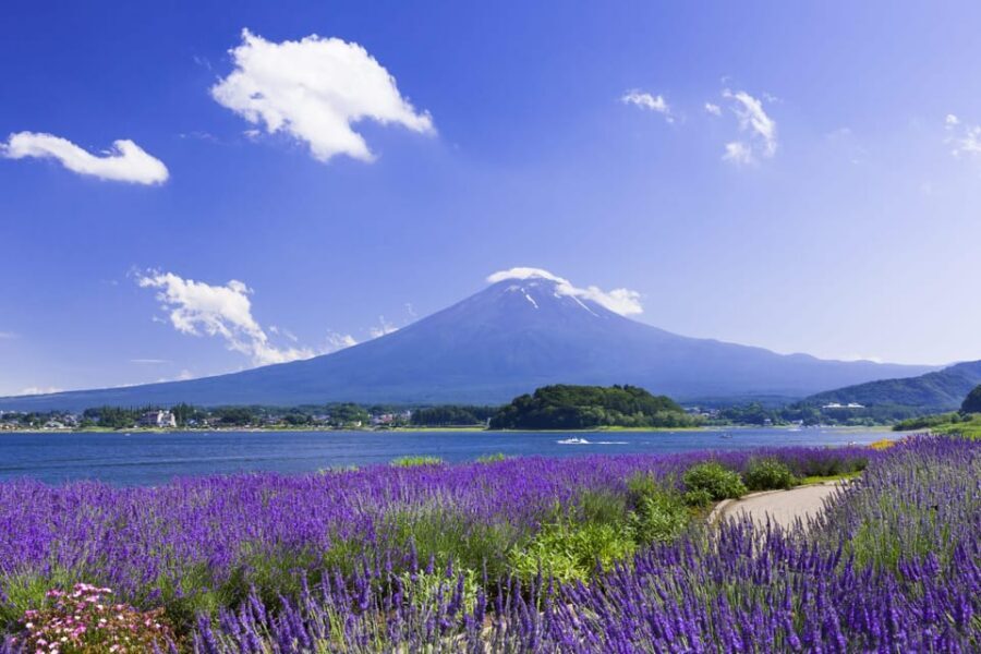 From Tokyo: Fuji Mountain Area - FujiQ - Lake Kawaguchiko - Chureito Pagoda - The Black Toyota Alphard Touch: Comfort That Actually Helps