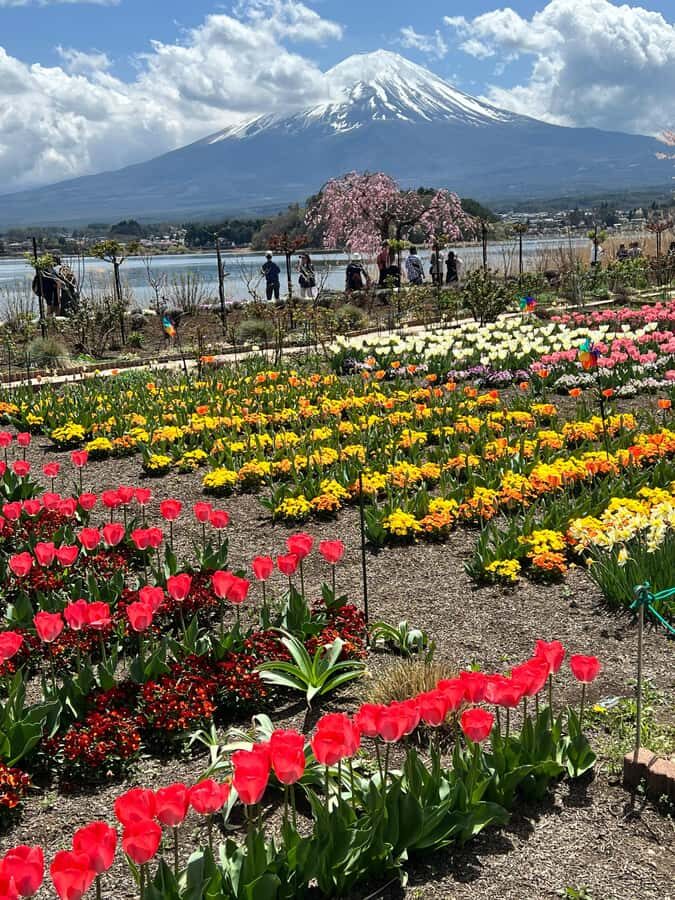 From Tokyo: Mount Fuji and Hakone Private Day Trip - Price and logistics: what you’re really paying for