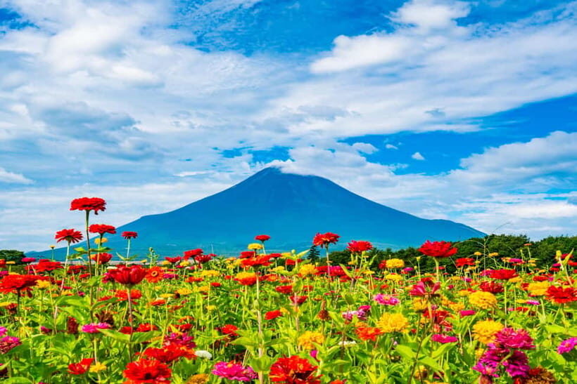 From Tokyo: Must-Visit Mount Fuji Highlight Full-Day Tour - Obuchi Sasaba: Tea Plantation Views That Feel Like the Real Fuji Backdrop