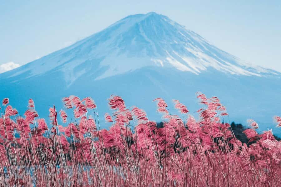 Full-Day Tour to the Picturesque Spots of Mount Fuji - From Tokyo to Fuji: How the Day Really Flows