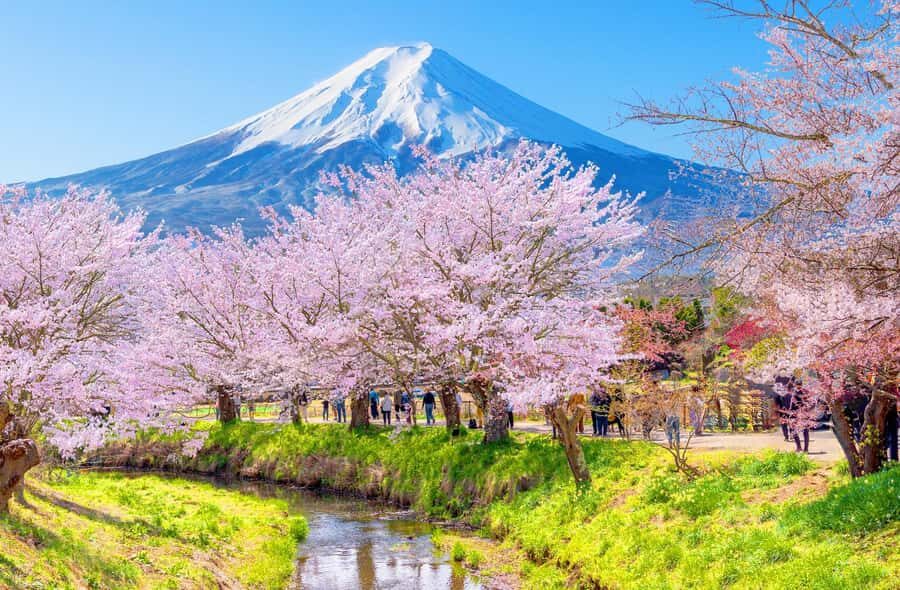 Full-Day Tour to the Picturesque Spots of Mount Fuji - Oishi Park and Lake Kawaguchiko: Kocha, Reeds, and Reflection Shots