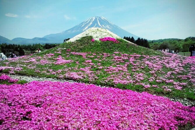 Majestic Mount Fuji: Exclusive Private Day Tour - Arakurayama Sengen Park: Tower, Torii, and Fuji-Cherry Blossom Photos
