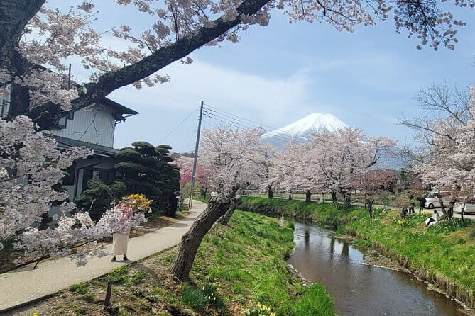 Mount Fuji Full Day Customizable Private Tour with English Guide - Oishi Park: flowers in season and a direct Fuji angle