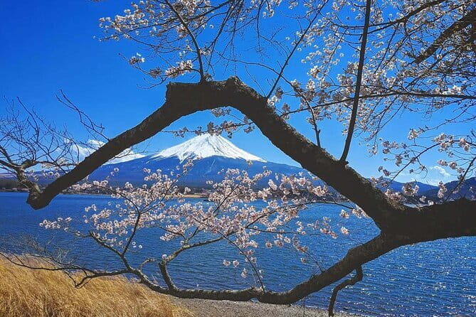 Mount Fuji Full Day Tour form Tokyo Lake Kawaguchi & Yamanaka - Key things to know before you go