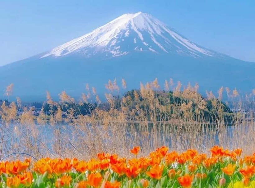 Mt Fuji Top 5 Spots Day Tour: Arakurayama Park,Oshino Hakkai - Start in Tokyo: Pickup Options and a Day That Moves