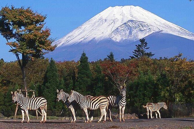 Private Mount Fuji and Hakone City Tour In luxury car from Tokyo - Private luxury car from Tokyo: what you’re really paying for