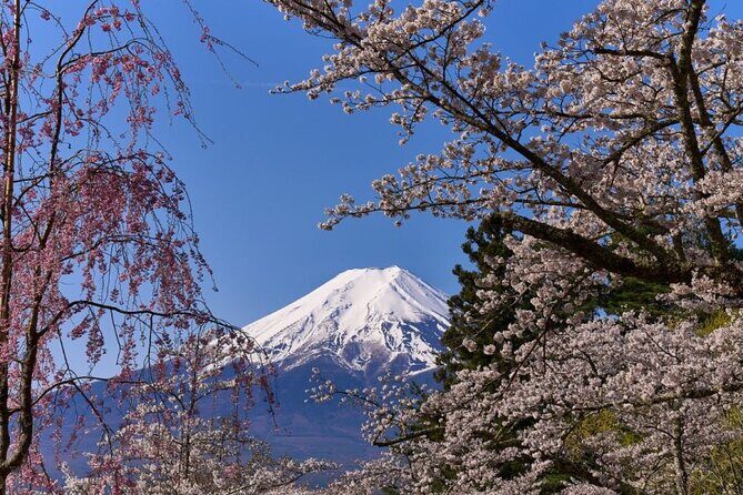 Private tour to Mount Fuji with an English driver from Tokyo - Oishi Park and Lake Kawaguchiko: Where Photos Start to Make Sense