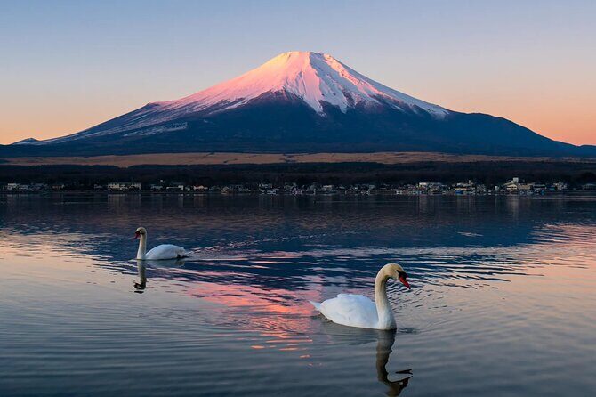 Tokyo: Mount Fuji One Day Trip Lake Kawaguchi & Lake Yamanaka - Oishi Park: flowers plus a wide view