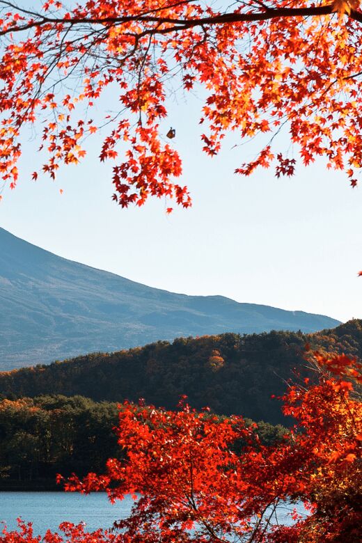 Tokyo: Mt. Fuji Hidden Gems and Aokigahara Forest Tour - Private Car Pacing From Central Tokyo: Why This Feels Different