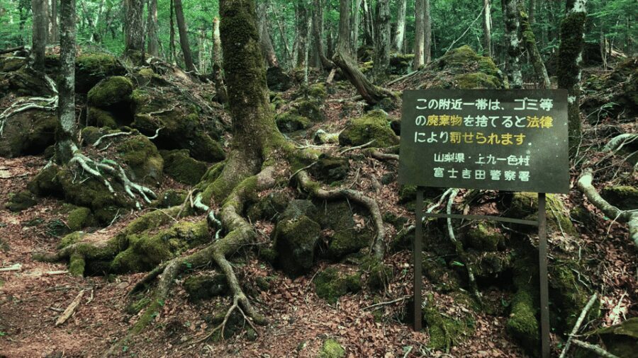 Tokyo: Mt. Fuji Hidden Gems and Aokigahara Forest Tour - Saiko Nenba-hama: A Calmer Lakeside Pause