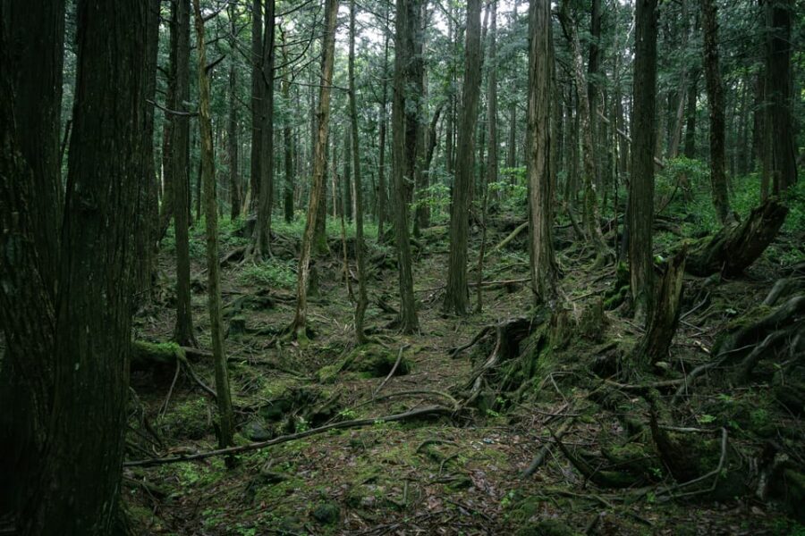 Tokyo: Mt. Fuji Hidden Gems and Aokigahara Forest Tour - Aokigahara Forest Walk: Quiet Trails Beyond the Headlines