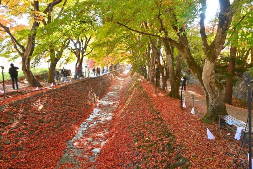 Tokyo:Mt.Fuji,Kawaguchiko Oishi Park,Arakurayama Sengen Park - Oishi Park’s Flower Road: seasonal Fuji color